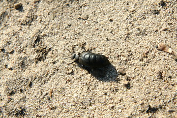 Black beetle walking on  a sand