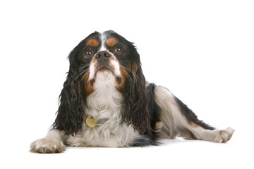 cavalier king charles spaniel dog