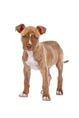 red nose pitbull puppy isolated on a white background