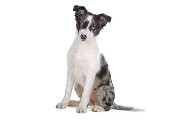 front view of a border collie dog looking at camera