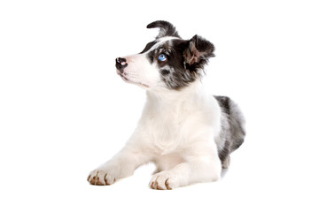 border collie puppy looking up