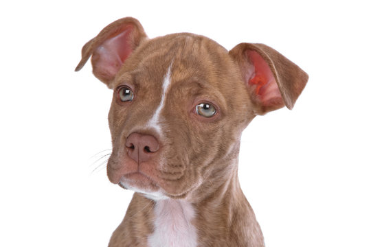 Red Nose Pitbull" – Browse 49 Stock Photos, Vectors, and Video Stock