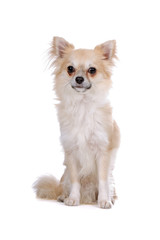 front view of a chihuahua dog sitting