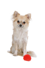 sweet chihuahua dog and a red toy