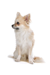 chihuahua dog isolated on a white background