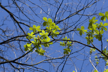 Chestnut tree leaves