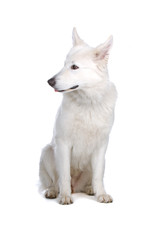 Swiss White Shepherd dog isolated on a white background