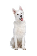 Swiss White Shepherd dog isolated on a white background