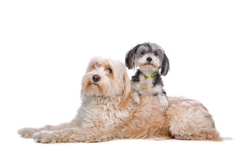 Tibetan Terrier and a mixed breed dog