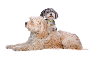 tibetan terrier and mixed breed dog