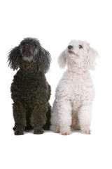 two poodle toy dogs looking up