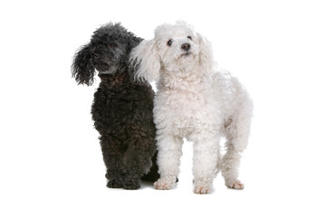 two poodle dogs isolated on a white background