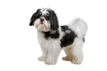 side view of a mixed breed dog (boomer) looking at camera