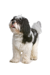 mixed breed dog (boomer) sticking out tongue