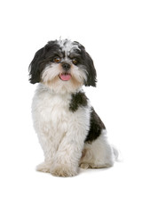 mixed breed dog (boomer)isolated on a white background