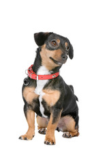 Obraz premium cute jack russel terrier isolated on a white background