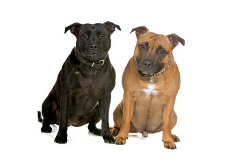 front view of two staffordshire bull terrier