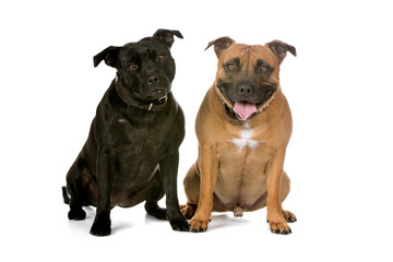 two Staffordshire Bull Terrier dogs isolated on white