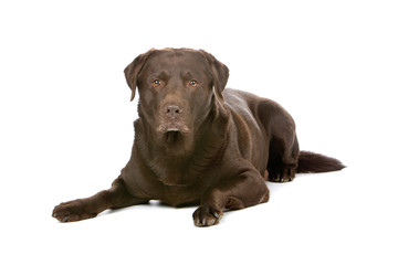 Obraz premium chocolate Labrador isolated on a white background