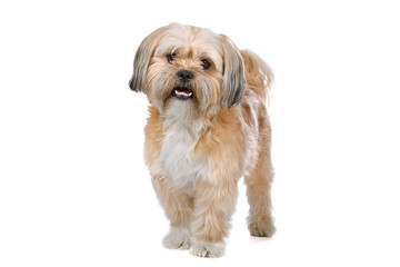 Naklejka na ściany i meble mixed breed dog (boomer) isolated on a white background