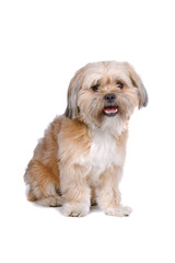 mixed breed dog (boomer)isolated on a white background
