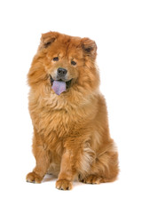 chow chow dog sticking out tongue - obrazy, fototapety, plakaty