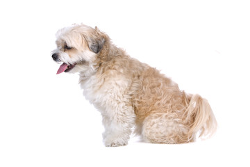 side view of a mixed breed dog (boomer) sticking out tongue