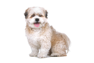 mixed breed dog (boomer) isolated on a white background