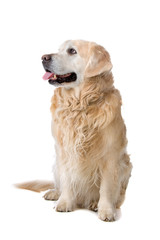 golden retriever dog sticking out tongue