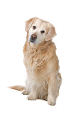 Golden retriever isolated on a white background