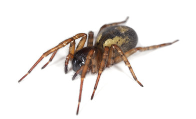 Hunting spider isolated on white background. Macro photo.