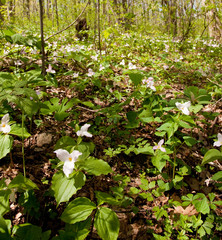 Trillium flowers bloom in April