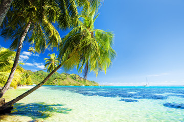 Palm tree hanging over stunning blue lagoon