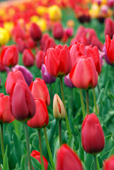 Colorful tulips