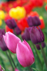 Colorful tulips