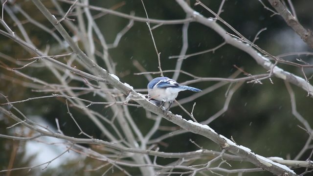 winter blue jay