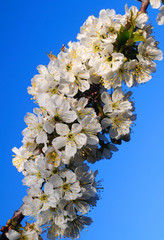 Blossoming sweet cherry