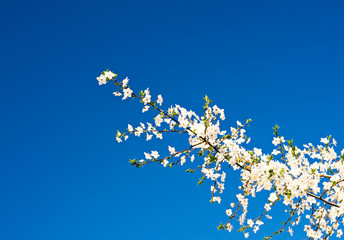 Wonderful plum tree blossom.