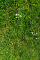 Prato erboso con fiori