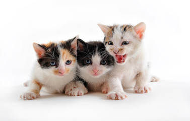 chatons