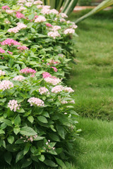 Fototapeta premium Landscaped garden