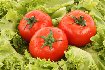 red tomato  vegetables   on the green salad  background