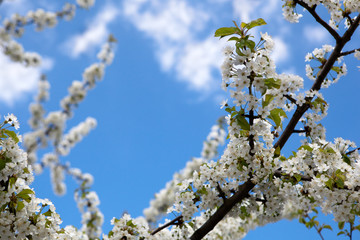 spring - blossoming tree against lovely blue sky
