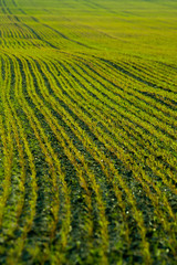 Freshly seeded field