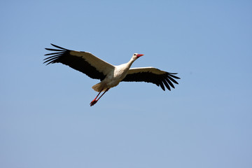 Stork in flight