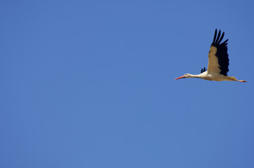 Stork