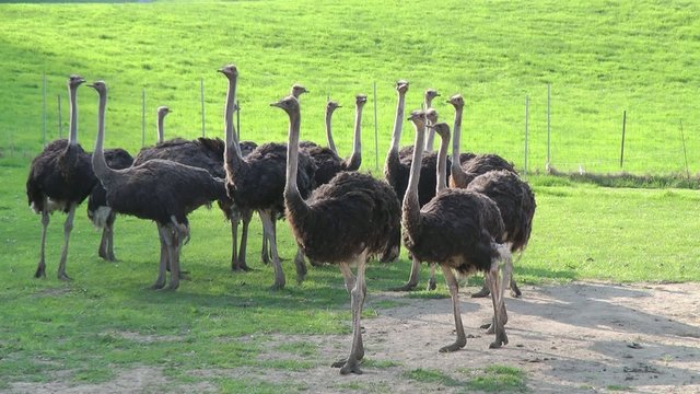 Straußen Familie - Video - Ostrich Family