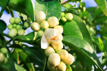Citrus flowers