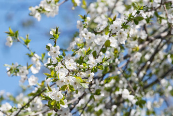 Spring blooming sakura cherry flowers branch