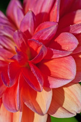 Fototapeta premium Dahlia flower